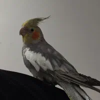 عروس هلندی|پرنده|جیرفت, |دیوار