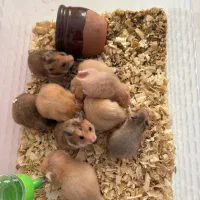 همستر سوری