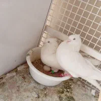 کبوتر چشم نوک سفید .. بلژیکی .. پرشی