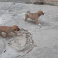 توله ژرمن شپرد|سگ|پاکدشت, پاکدشت (مامازند)|دیوار