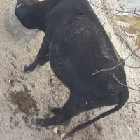 گاو  ابسن ویک عدد نوبند دو رگه