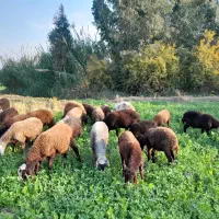 گوسفند میش نیست ۲۲ عدد بره وبز غالب هستش|حیوانات مزرعه|گرگان, |دیوار