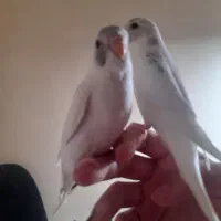 مرغ عشق|پرنده|پردیس, فاز ۱۱|دیوار