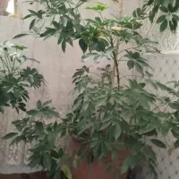 گل پنچ انگشتی|گل و گیاه طبیعی|اردبیل, |دیوار