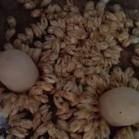 تولیدوفروش جوجه بلدرچین۱۲روزه