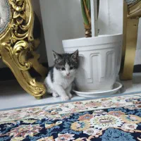 واگذاری بچه گربه خانگی نژاد میکس|گربه|مشهد, کوی سیدی|دیوار