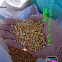 حبوبات|خوردنی و آشامیدنی|قرچک, باقرآباد|دیوار