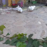 کفتر طوقی آبی