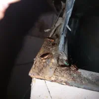 فروش سم سوسک آلمانی