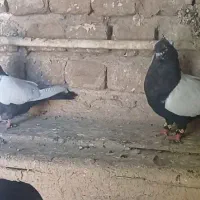 سرتع