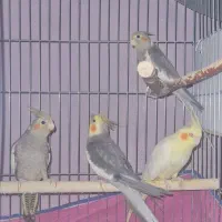 عروس هلندی یک جفت و دوتا جوجه سینامون و ۴ تا تخم