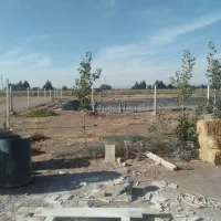 دوهکتار زمین برای اجاره گوجه