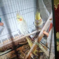 عروس هلندی