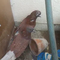 جفت سرخ|پرنده|بندرعباس, |دیوار