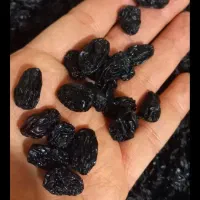 مویز بدون هسته ترکمن 4،منطقه کوهستانی/امسالی 1404