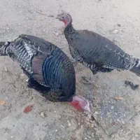 بوقلمون محلی 2ساله