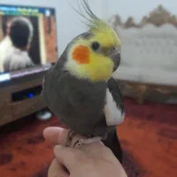 عروس هلندی نر سخنگو|پرنده|گرگان, |دیوار