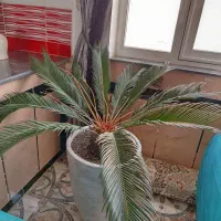گل آپارتمانی سیکاس|گل و گیاه طبیعی|بوکان, |دیوار