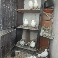 کفتر ها کاملا سالم