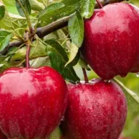 سیب ارگانیگ طبیعی بدون هیچگونه کودشیمیایی