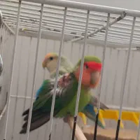 دو عدد کوتوله برزیلی|پرنده|تربتحیدریه, شهرک ولیعصر|دیوار