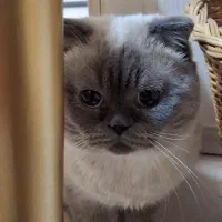 پت خونگی|گربه|شاندیز, |دیوار