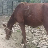 اسب آرام و زیبا سواری|حیوانات مزرعه|گوراب زرمیخ, |دیوار