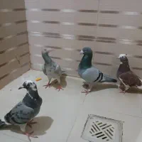 کفتر