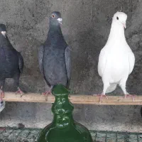 کبوتر پلاکی|پرنده|محمدشهر, محمدشهر|دیوار