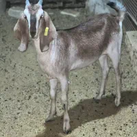 بره افشاری و کهره پاکستانی|حیوانات مزرعه|یزد, |دیوار