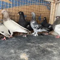 ماده سرک سینه کله