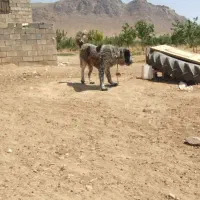 سگ گله ای|حیوانات مزرعه|اصفهان, سرشبادران|دیوار