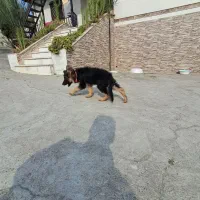 توله سگ ژرمن اصل