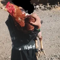 خروس لاری
