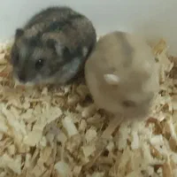 فروش همستر کمپل|موش و خرگوش|علی‌آباد کتول, |دیوار