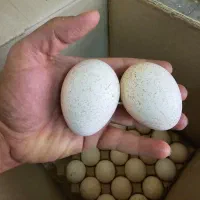 تخم نطفه دار بوقلمون برنز|حیوانات مزرعه|رامشیر, |دیوار