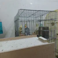 عروس هلندی تخم گذار|پرنده|بهبهان, |دیوار