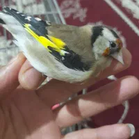 سهره ماده|پرنده|ساوه, |دیوار