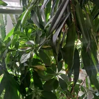 گل طبیعی|گل و گیاه طبیعی|تهران, آزادشهر|دیوار