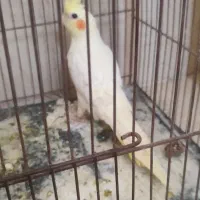 یک عدد عروس هلندی نر