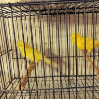 قناری یلو فاکتور|پرنده|مشهد, شفا|دیوار