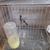 سهره|پرنده|کوهدشت, |دیوار