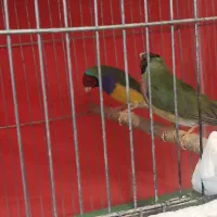 فنچ گلدین|پرنده|شیراز, شهرک گلستان شمالی|دیوار