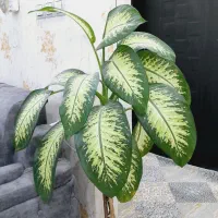 گل دیفن|گل و گیاه طبیعی|قروه, |دیوار