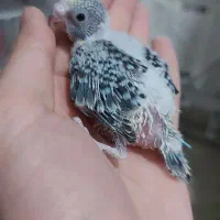 مرغ عشق سرلاکی|پرنده|کرمان, |دیوار