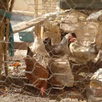 ۲ عدد مرغ تخمگذار|حیوانات مزرعه|قم, بوستان علوی|دیوار