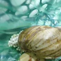 حلزون تخم گذار،بسیار بزرگ آچاتینا