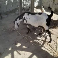 بز اصل پنجاپ آبستن ۳ ماه