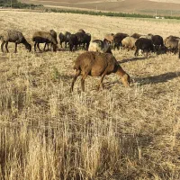 گوسفند داشتی