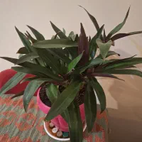 روهه ئو ) موسی در گهواره)